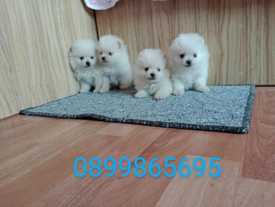 Померански Шпицове. Мъжки и женски.