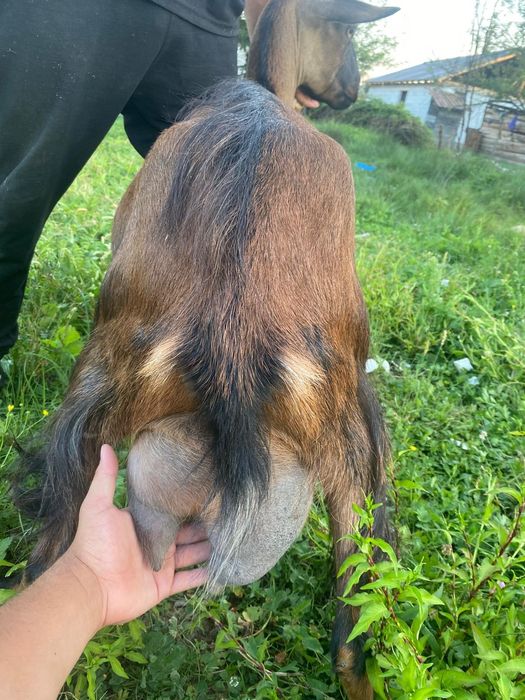2 capre bune de lapte și 7 iade