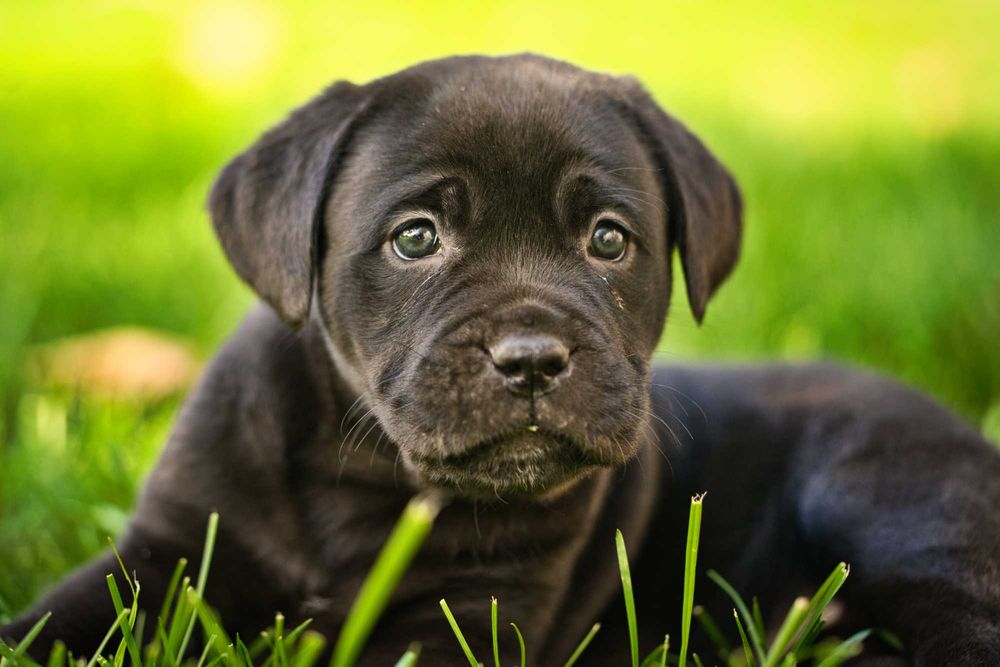 Кученца Кане Корсо Куче Cane Corso