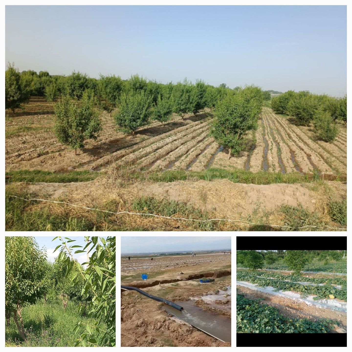 Srochne sotiladi