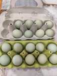 Oua Araucana (potarnichiu salbatic) si Australorp (negru) pentru incub