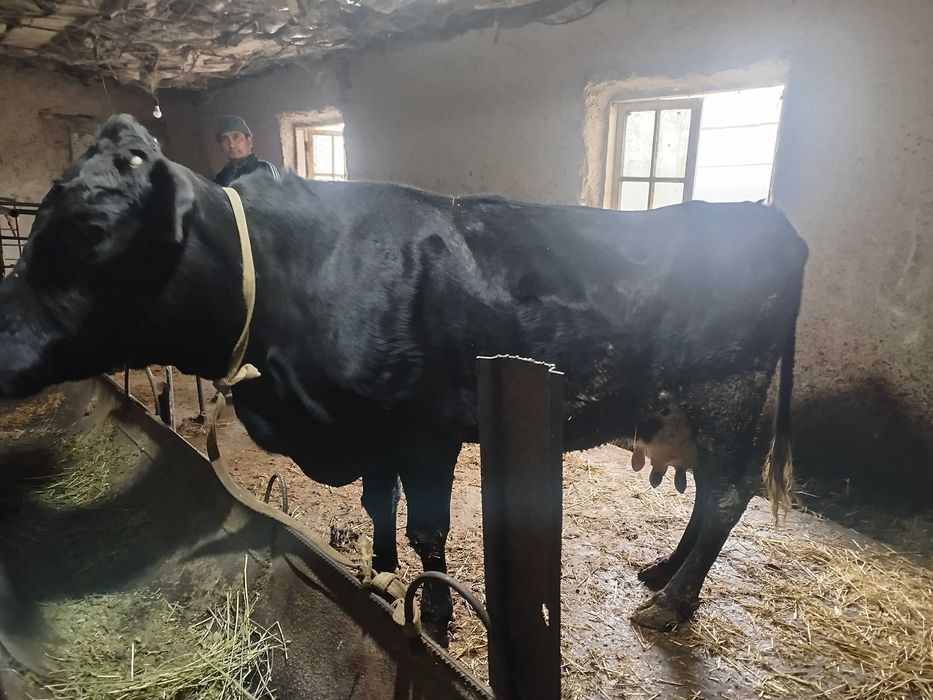 Angus parodali sigir