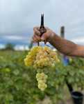 Struguri de vin producator