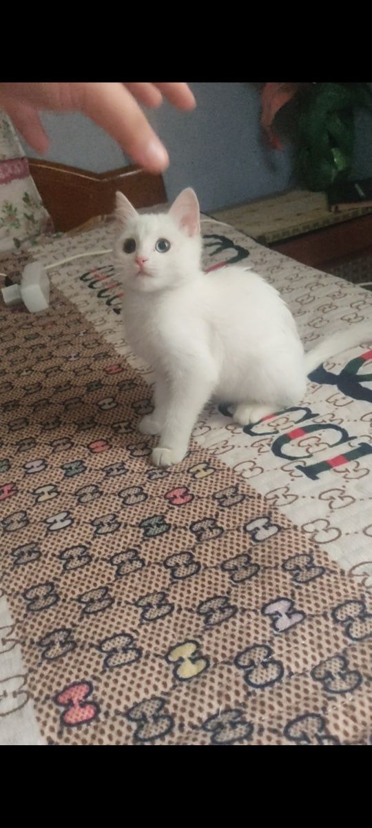 Котенок 2 месяца порода Кхао Мани