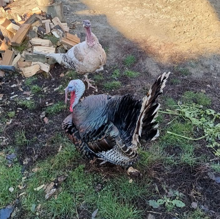 Curcan, curci, curcani