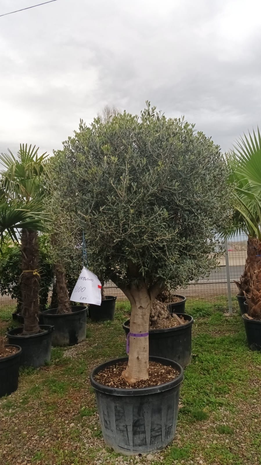 Măslini seculari și palmierii trachicarpus Fortunei