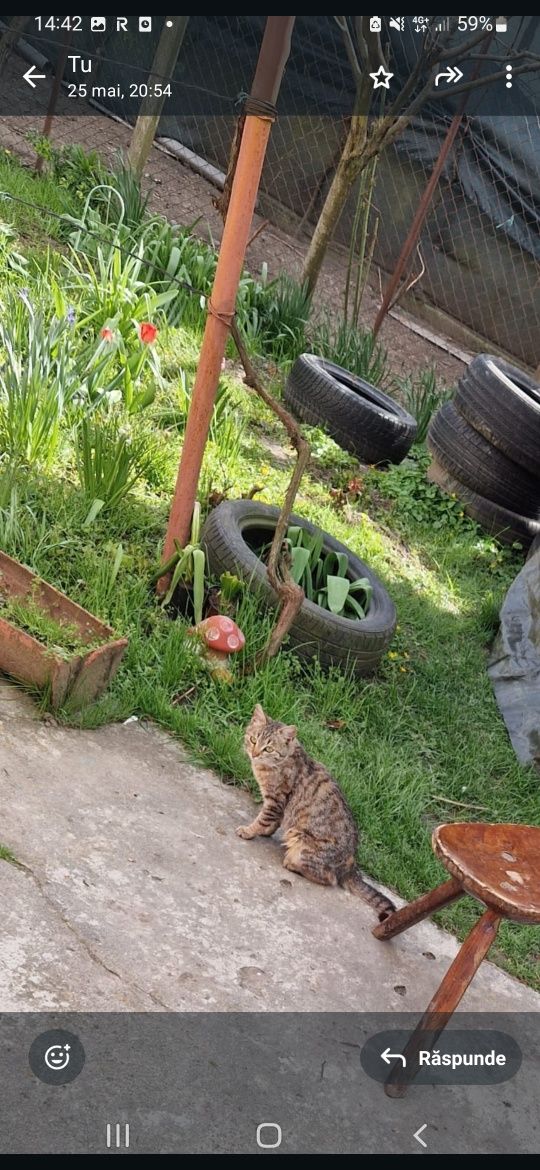 Adoptie pisica pisici  jucause