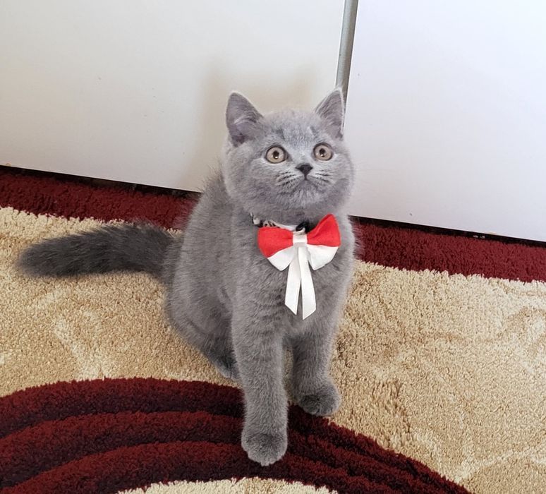 British shorthair blue