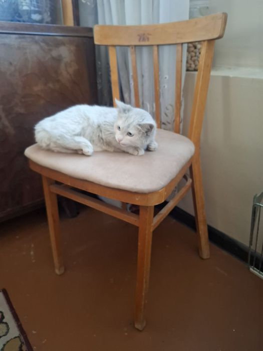 Турецкая ангора мушуги сотилади