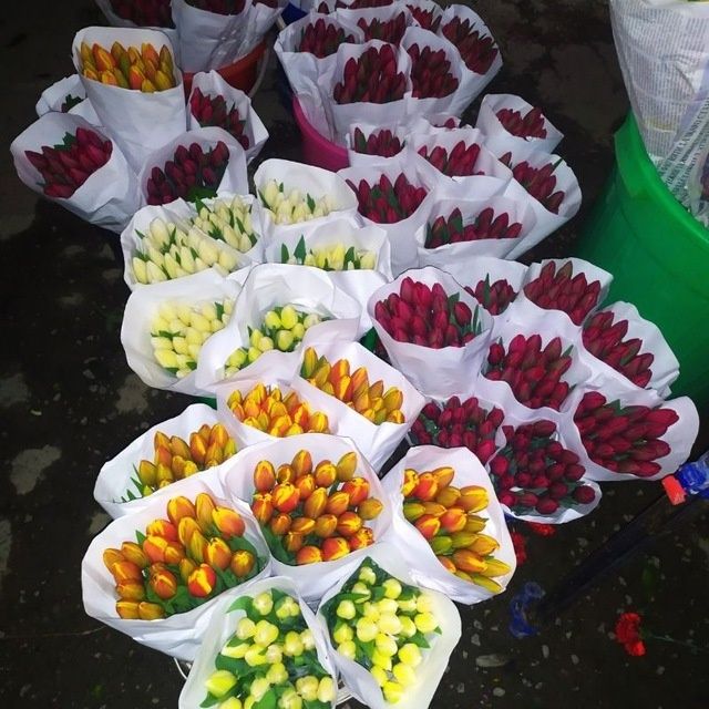 Лола пиёзи сотилади галан сорти гули котта бу́лади