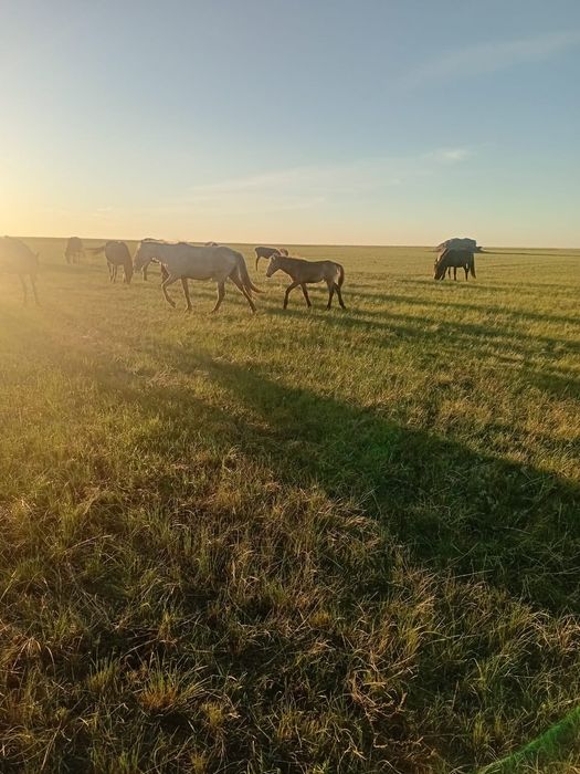 продам лошадь с жеребёнок