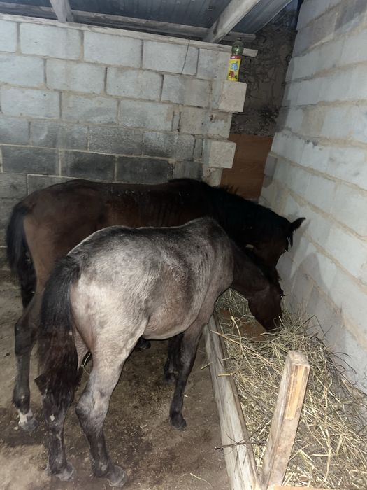 Тай жабағы еркек ұрғашы келісім бар