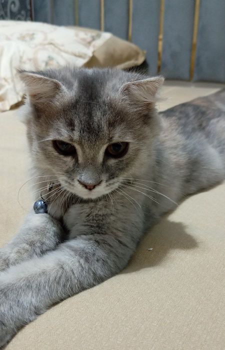 Sotiladi Scottish fold aqilli va mehribon