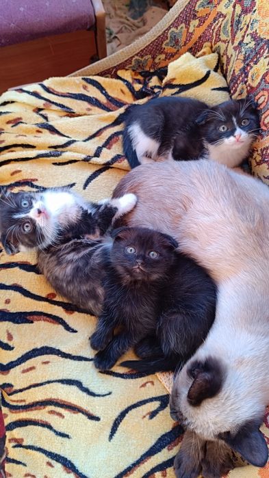Котята Вислоушки