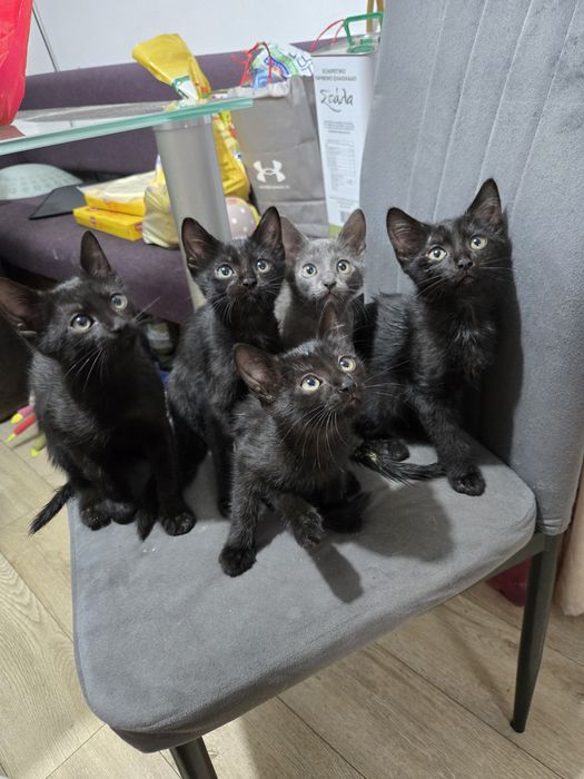 Dau Spre Adopție Gratuit Pui de pisică 10 săptămâni