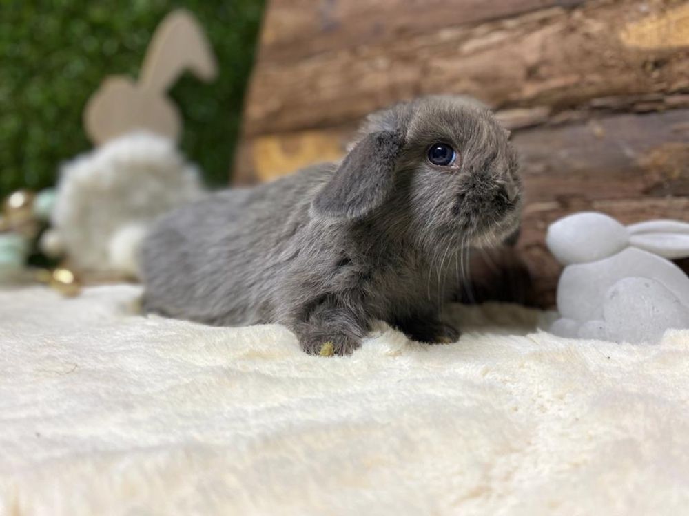 Iepuri pitici de companie berbec pitic/mini lop/holland lop