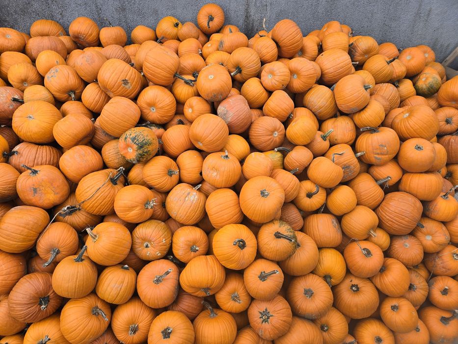 Vand dovleci halloween