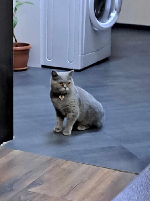 Шотладски клепоухи котета
