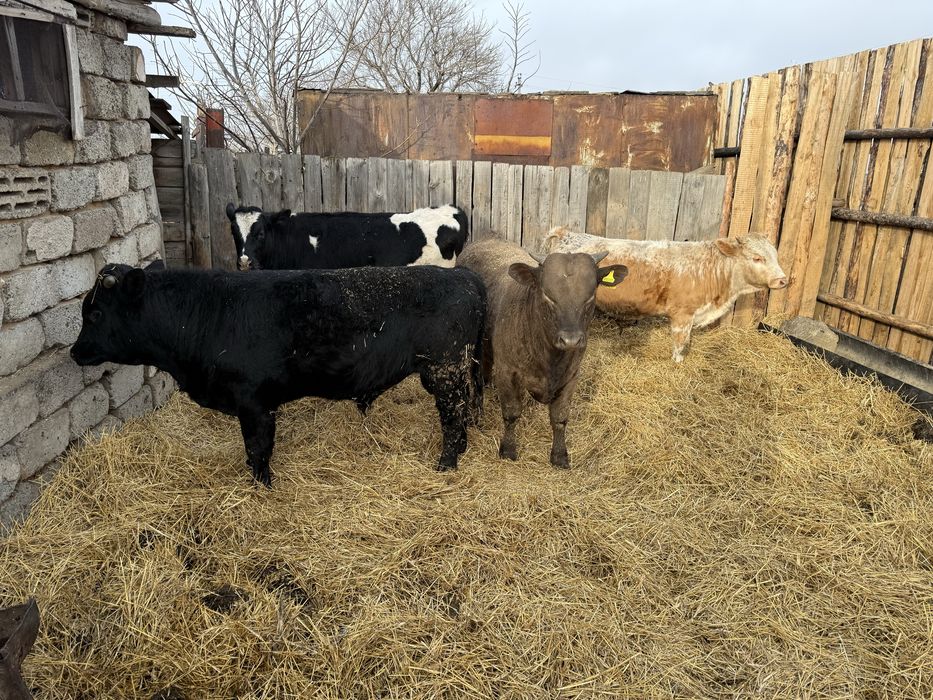 Откорм бычки 4 головы
