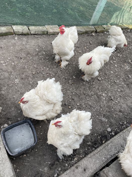 Cochinchina urias alb Cocos