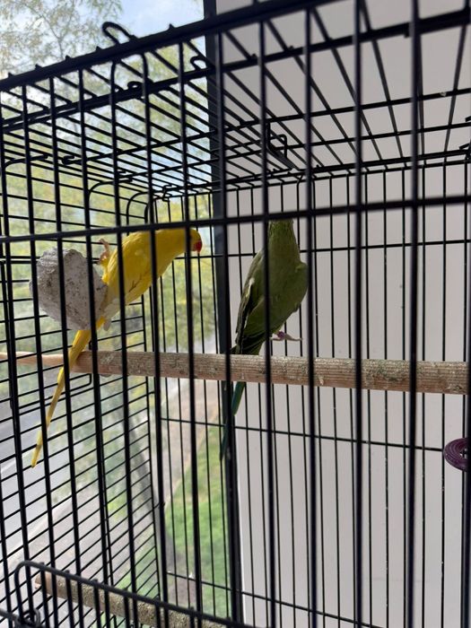 Продавам два папагала с клетка 

Продавам два красиви папагала