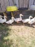 Vând boboci de rață Pekin