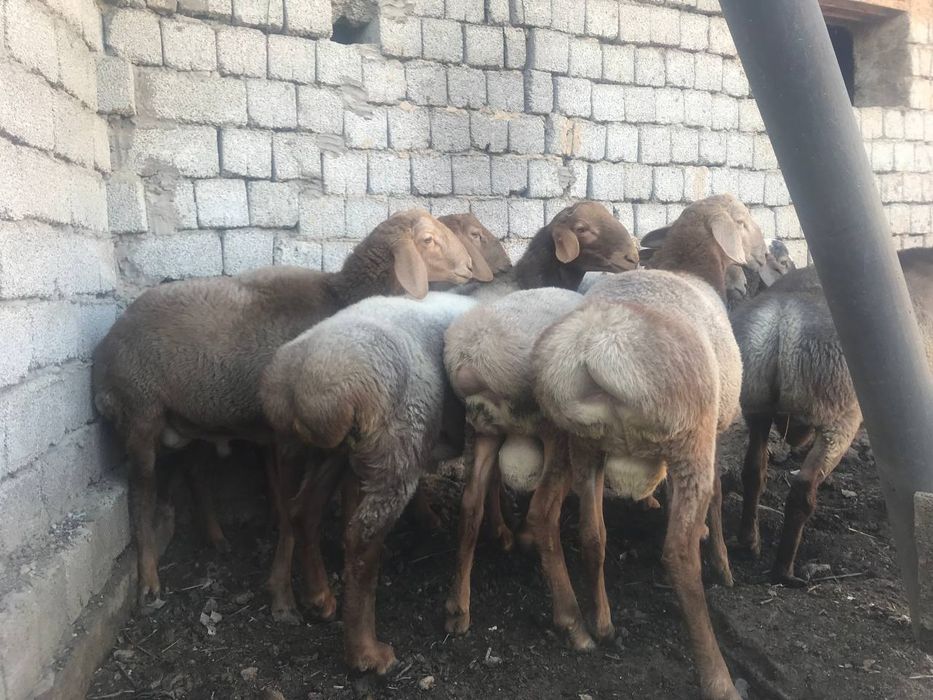 Qurbonlik aqiqa va marosimlar uchun qoy qochqor