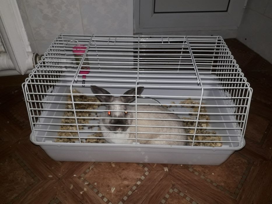 Продам животных грызуны