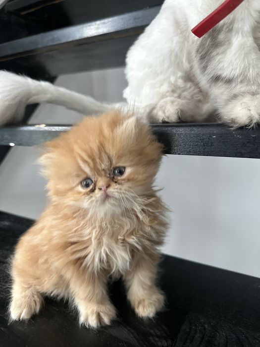 Pisica persana 2 luni