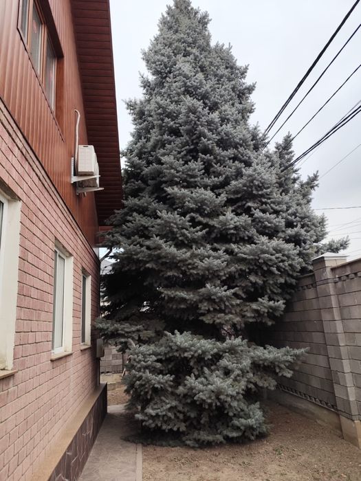 Голубая ель Хупси (европейский сорт),высота 15м