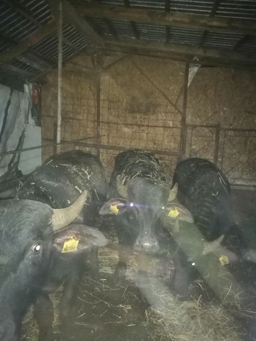 Vand viței de bivol