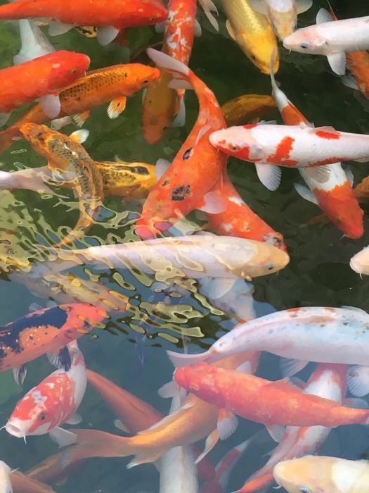 Коя балик Срочний сотилади 250 тага якин