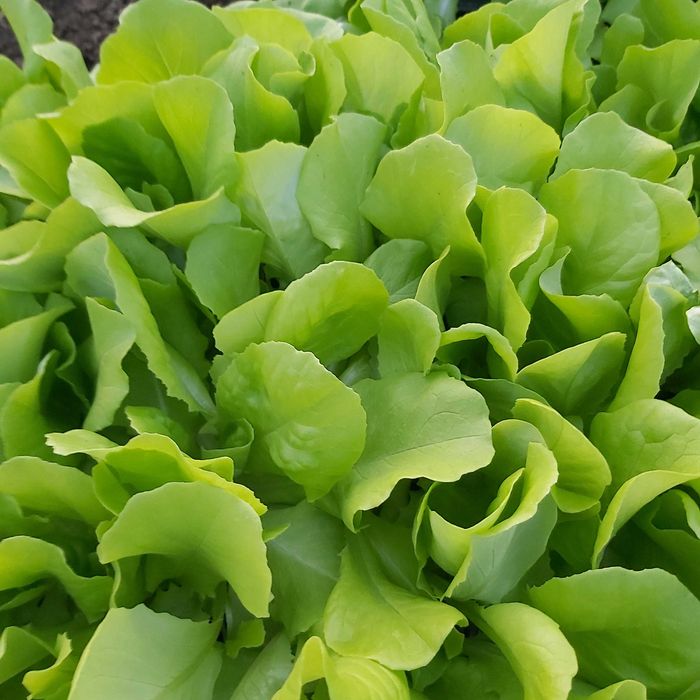 Vând răsad de salată.