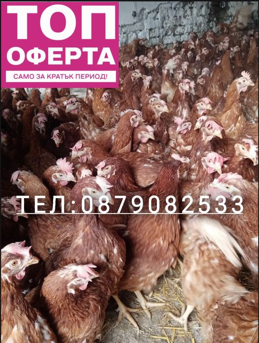 Кокошки носачки за яйца