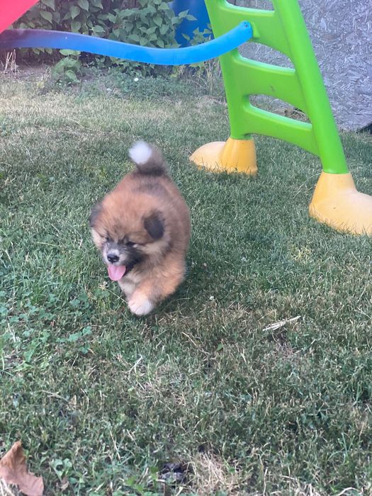 Catelusi Akita Inu