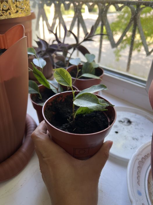 Фикус бенджамина