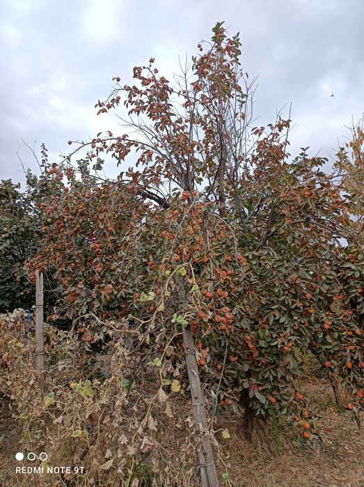 Хурма зимняя инжирная