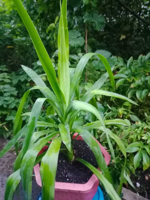 Пальма Юка, Драцена душистая "Yellow Coast" (Желтое побережье)