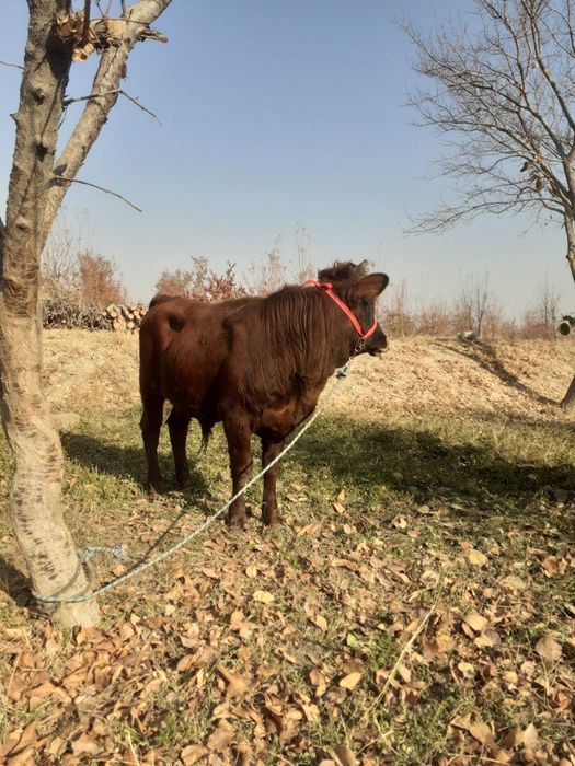 Buqqa sotiladi narxi 16 million 700 ming