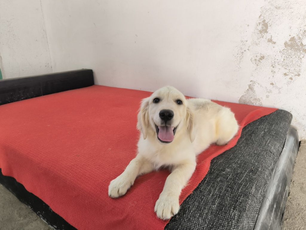 Vand mascul Golden Retriever