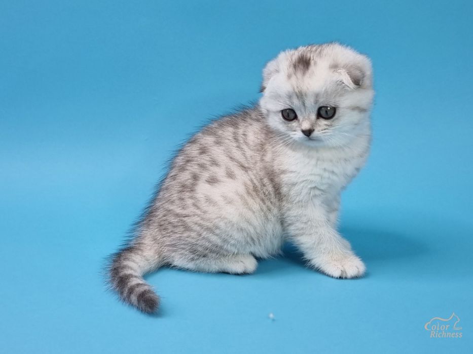 шотладские котятта вислоушки