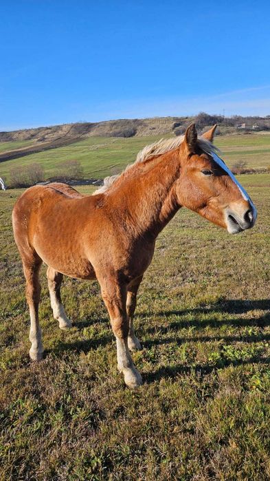 Vând mânz foarte frumos
