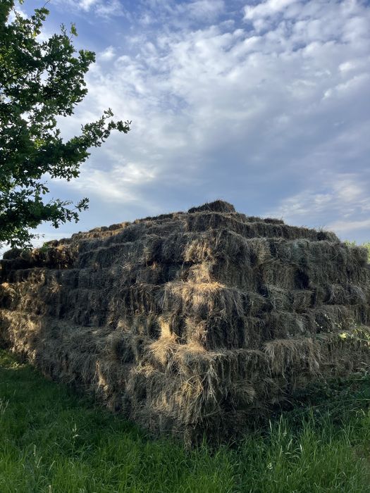 Vând boloți de fân 1000 de bucați