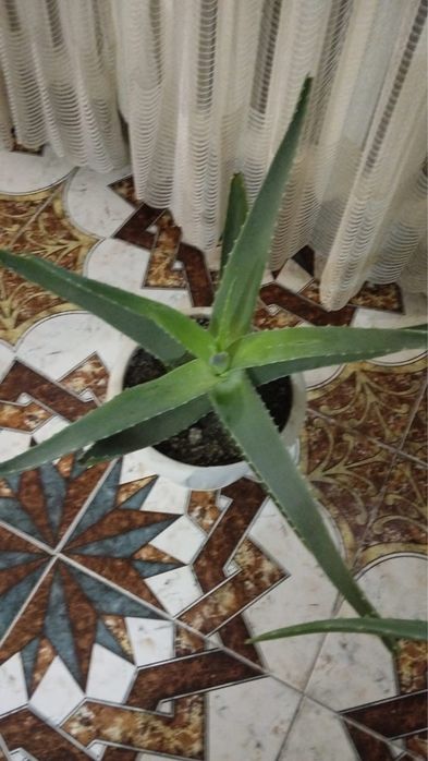 Продается алоэ вера