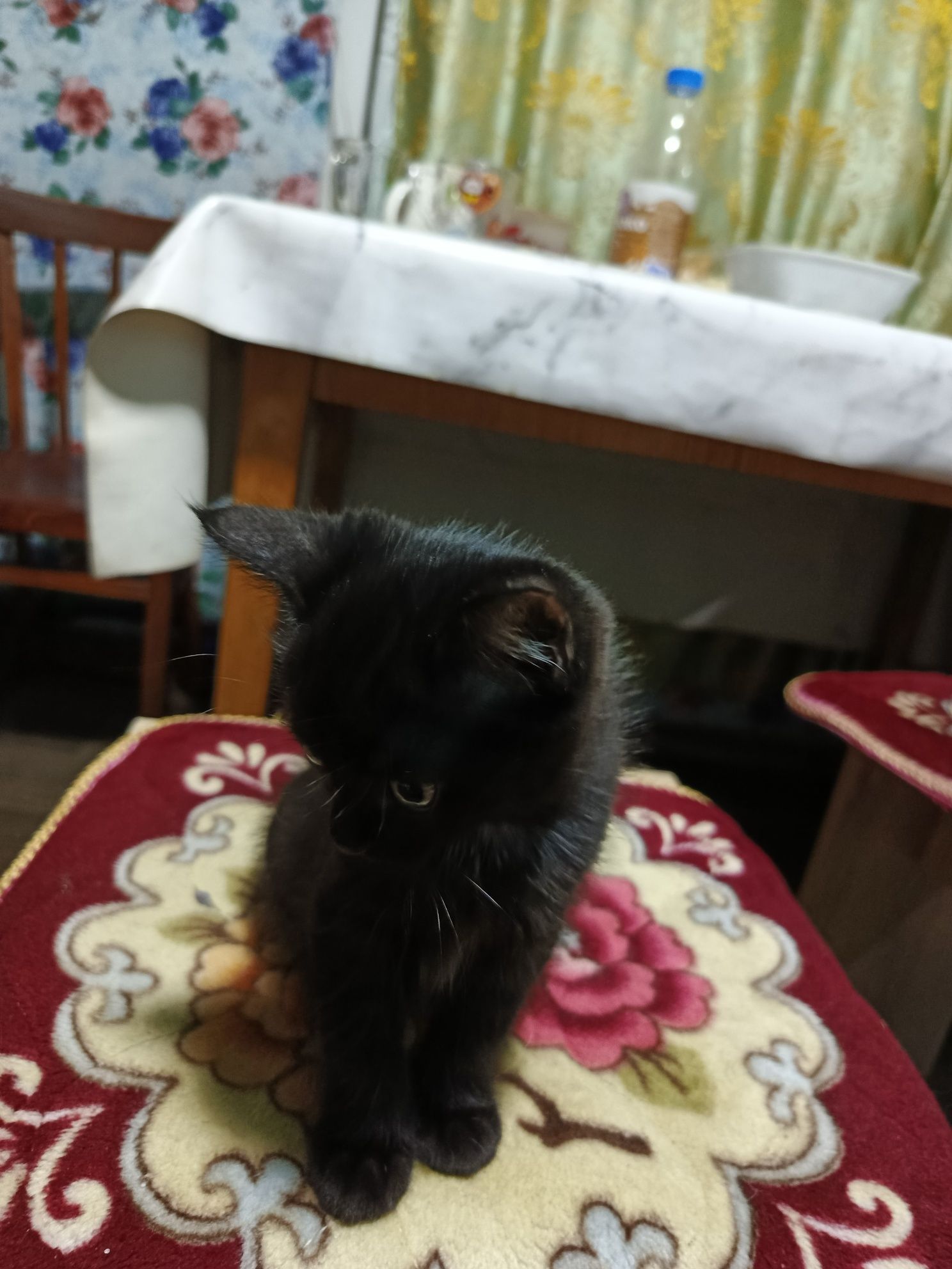 Отдам котёнка девочка