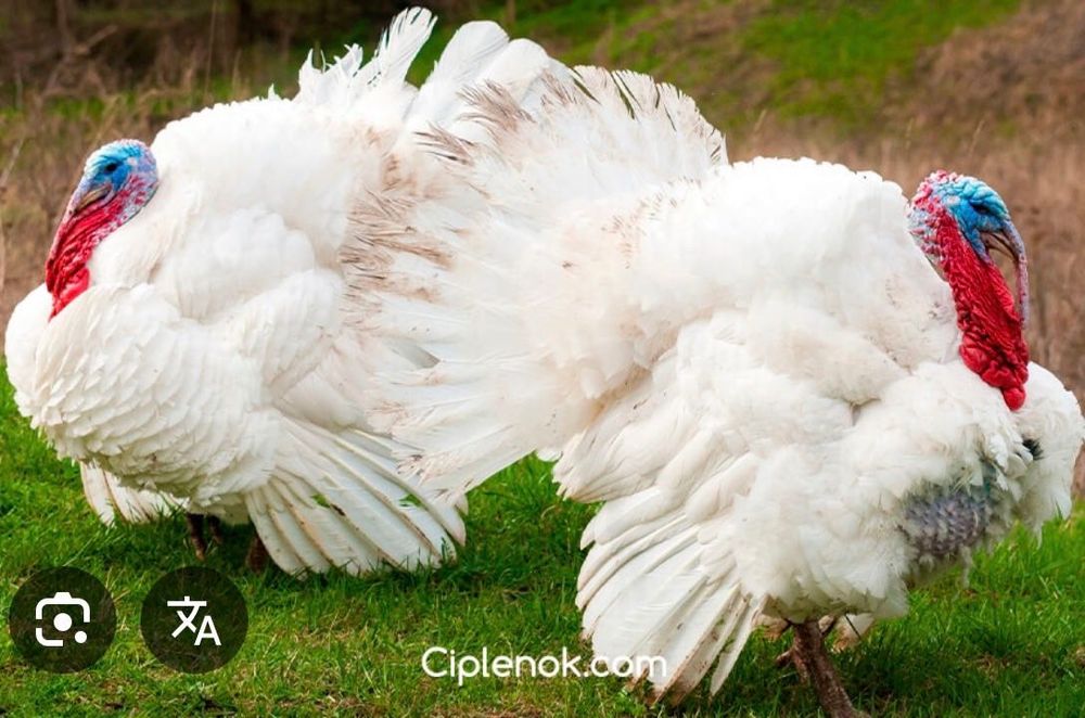 Индюки оптом всежие!!