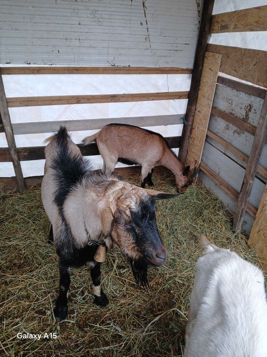 Vant tap de rasa 1 an