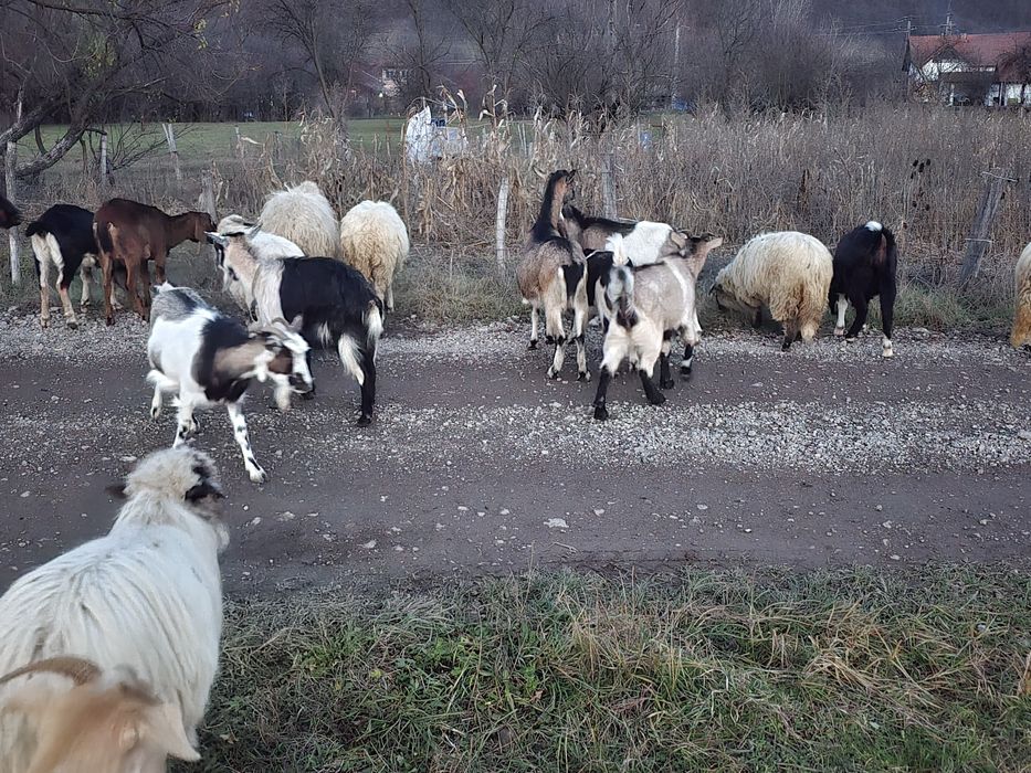 Vand sau dau la  schimb capre