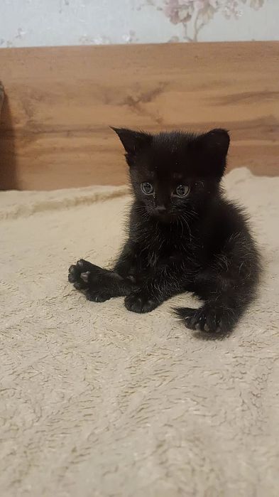Отдам котёнка в добрые руки