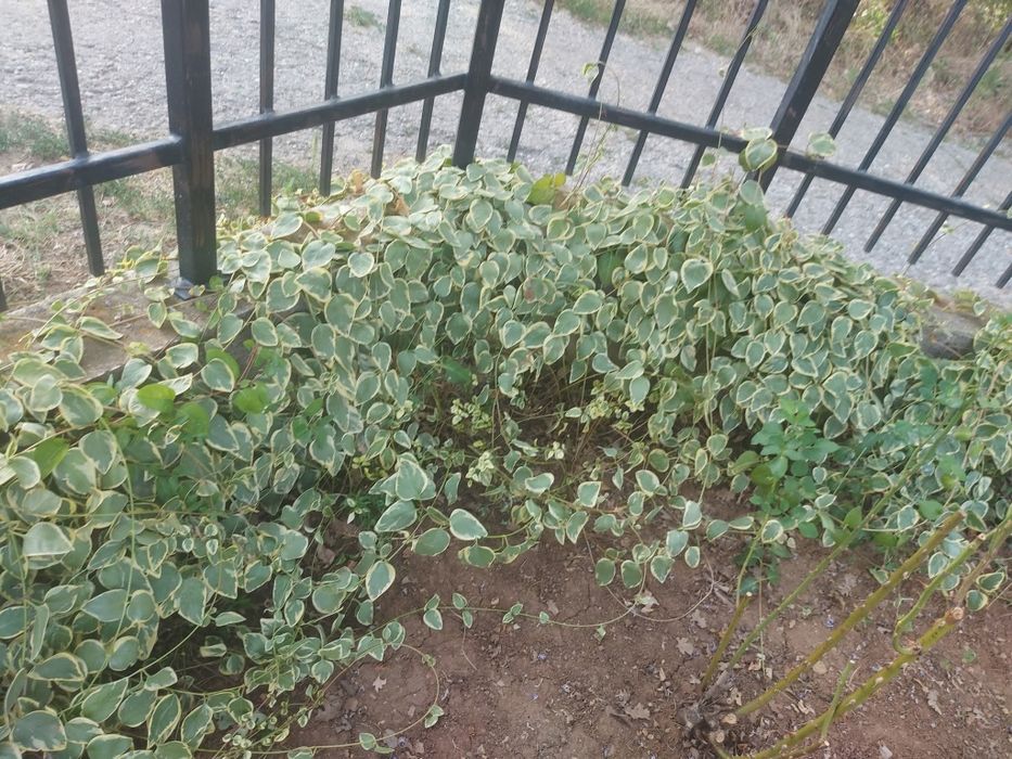 Цветя за балкона и градината. Цена от 0.50-15лв/бр